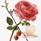 Annick Goutal Rose Pompon EDP, дамска парфюмна вода 100 мл